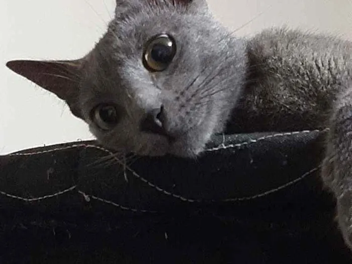 Gato raça Raciado idade 1 ano nome Caetana