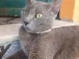 Caetana