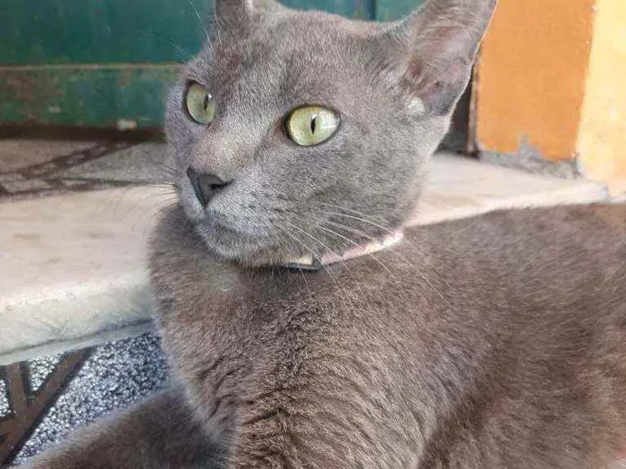Gato raça Raciado idade 1 ano nome Caetana