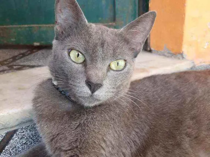 Gato raça Raciado idade 1 ano nome Caetana