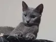 Caetana