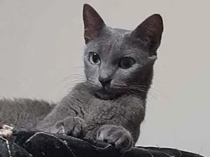 Gato raça Raciado idade 1 ano nome Caetana