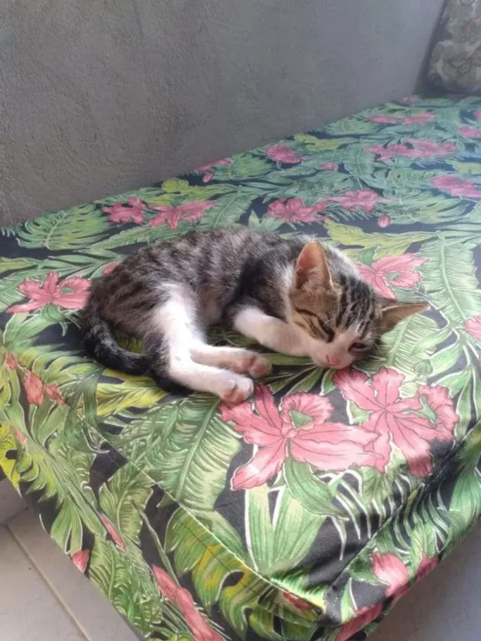 Gato ra a  idade Abaixo de 2 meses nome  -