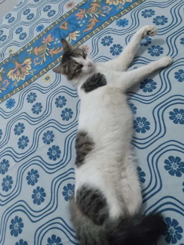 Gato ra a  idade 7 a 11 meses nome  -