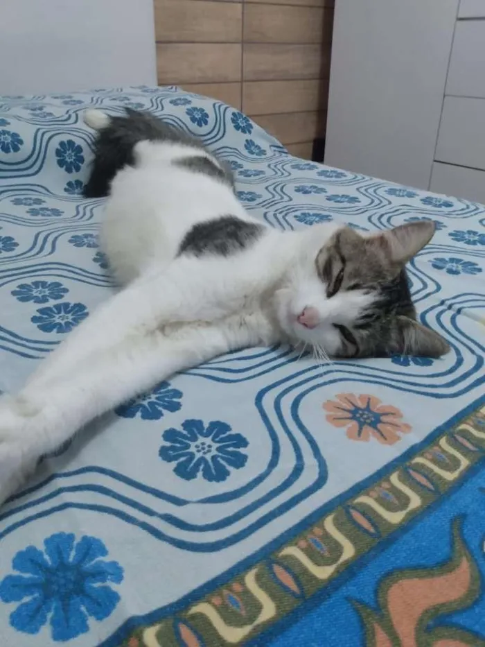 Gato ra a  idade 7 a 11 meses nome  -