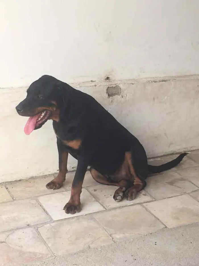 Cachorro raça Rottweiler  idade 1 ano nome Butch