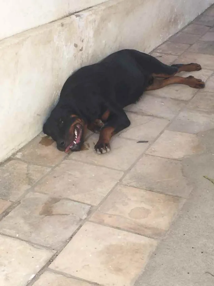 Cachorro raça Rottweiler  idade 1 ano nome Butch