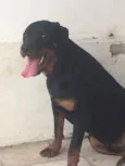 Butch