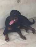Butch