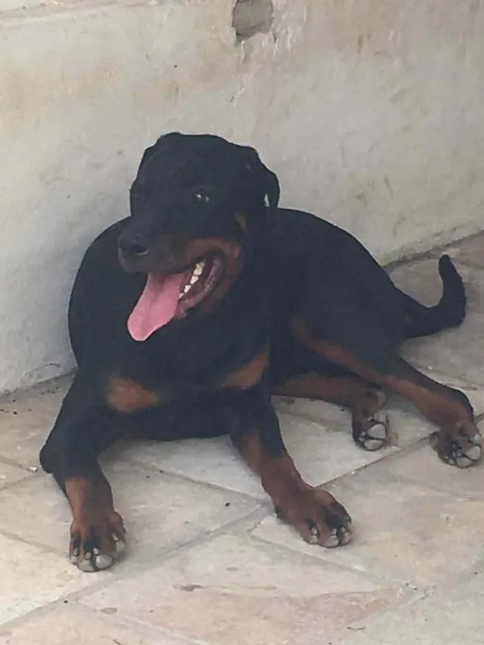 Cachorro raça Rottweiler  idade 1 ano nome Butch