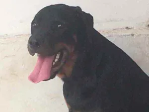 Cachorro raça Rottweiler  idade 1 ano nome Butch