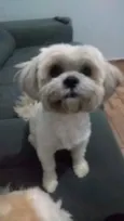 Pedrinho 