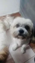 Pedrinho 