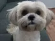 Pedrinho 