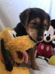 Cachorro raça SRD idade 2 a 6 meses nome Sem Nome