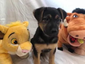 Cachorro raça SRD idade 2 a 6 meses nome Sem Nome