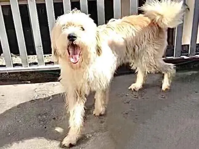 Cachorro raça Poodle médio  idade 1 ano nome Bart