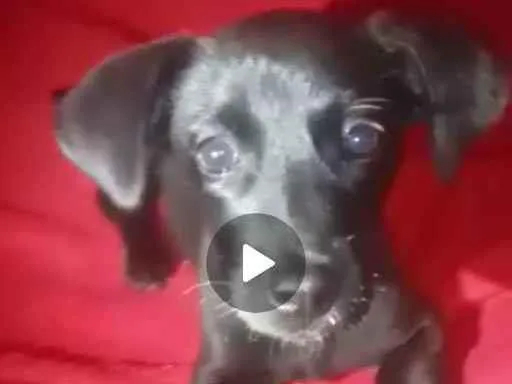 Cachorro ra a Mae e BENESSE moutain e pai sa idade 2 a 6 meses nome Luna 