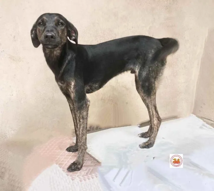 Cachorro raça Srd idade 2 anos nome Balú 