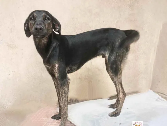 Cachorro raça Srd idade 2 anos nome Balú 