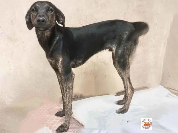 Cachorro raça Srd idade 2 anos nome Balú 