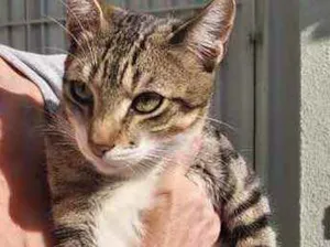 Gato raça Srd idade 7 a 11 meses nome Tigrinho um fofo 