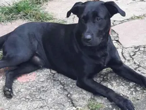 Cachorro raça Labrador idade 2 anos nome Max