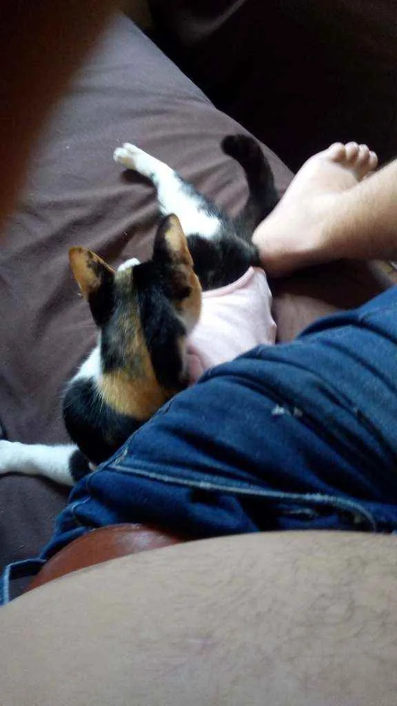 Gato ra a Raça não definida idade 1 ano nome Nina