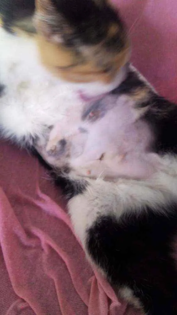 Gato ra a Raça não definida idade 1 ano nome Nina