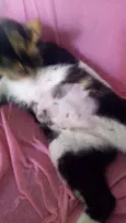 Nina