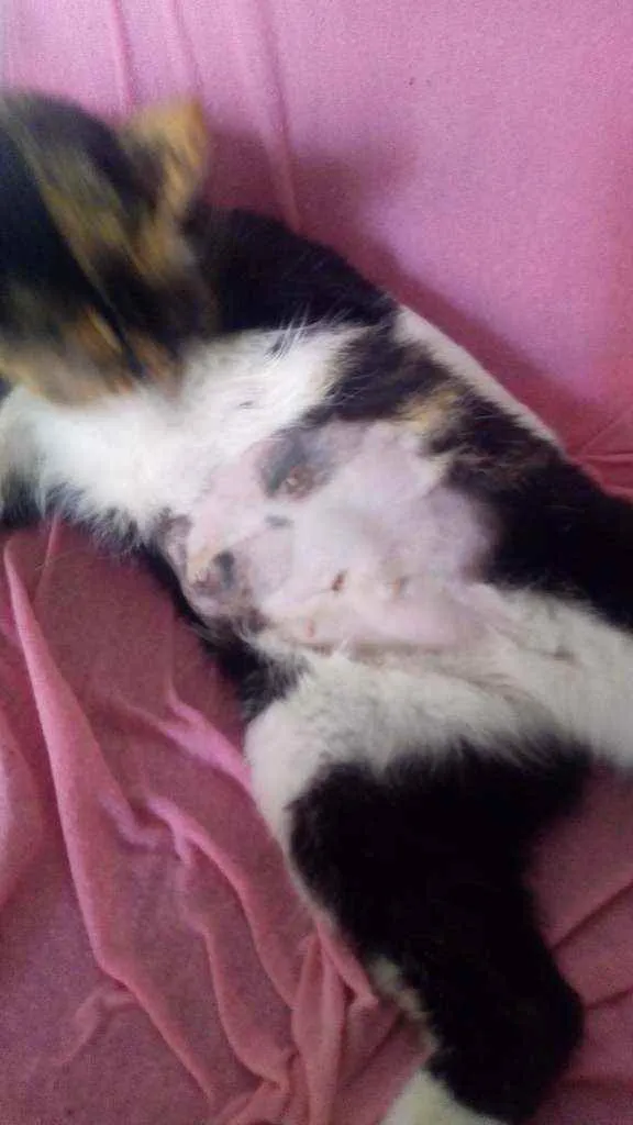 Gato ra a Raça não definida idade 1 ano nome Nina