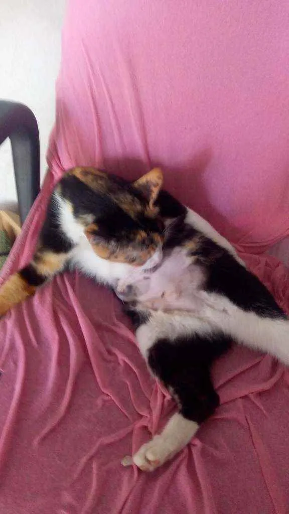 Gato ra a Raça não definida idade 1 ano nome Nina