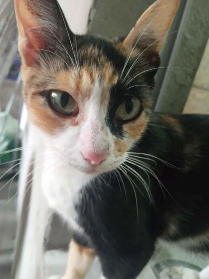 Gato ra a Raça não definida idade 1 ano nome Nina
