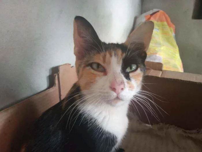 Gato ra a Raça não definida idade 1 ano nome Nina