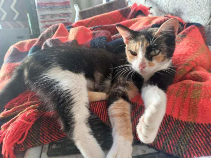 Gato ra a Raça não definida idade 1 ano nome Nina