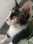 Nina