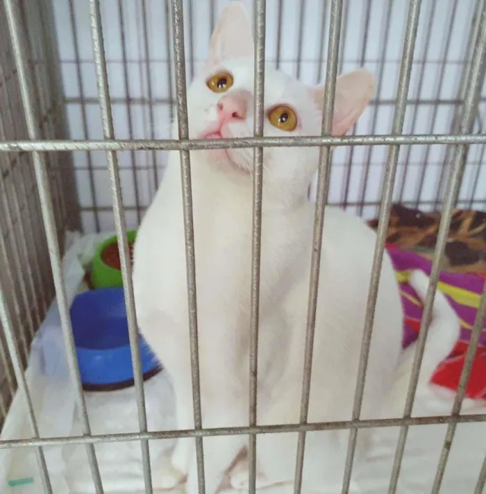 Gato raça SRD-ViraLata idade 7 a 11 meses nome BINHO BRANCO