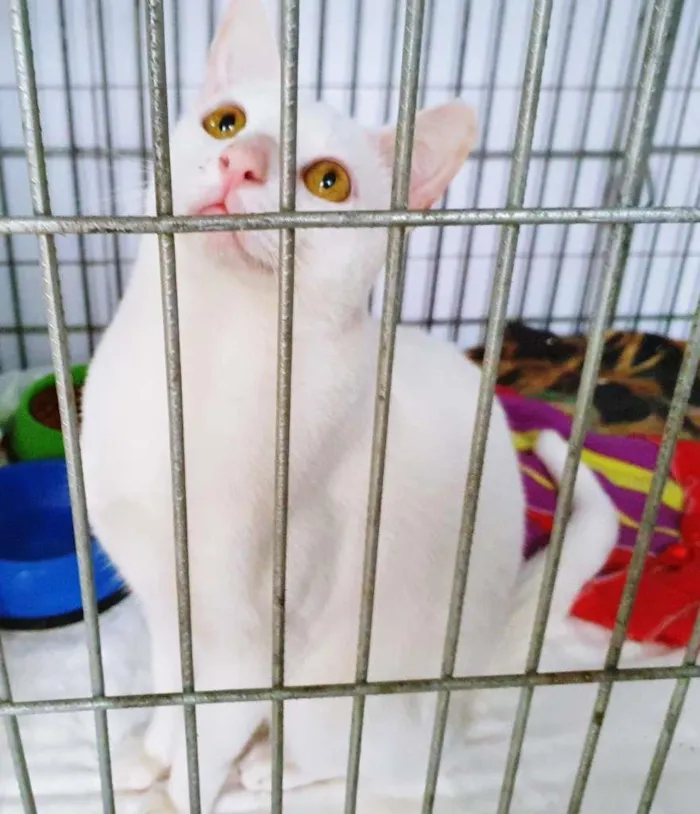 Gato raça SRD-ViraLata idade 7 a 11 meses nome BINHO BRANCO