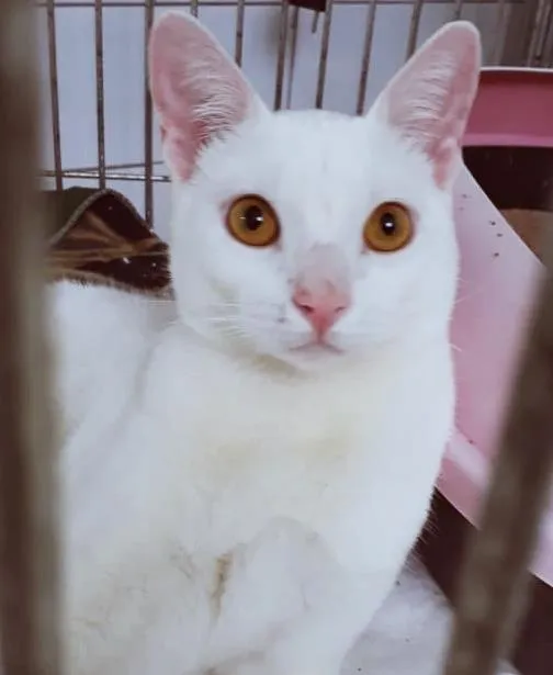 Gato raça SRD-ViraLata idade 7 a 11 meses nome BINHO BRANCO