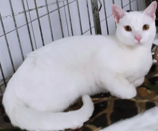 Gato raça SRD-ViraLata idade 7 a 11 meses nome BINHO BRANCO