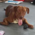 Pita