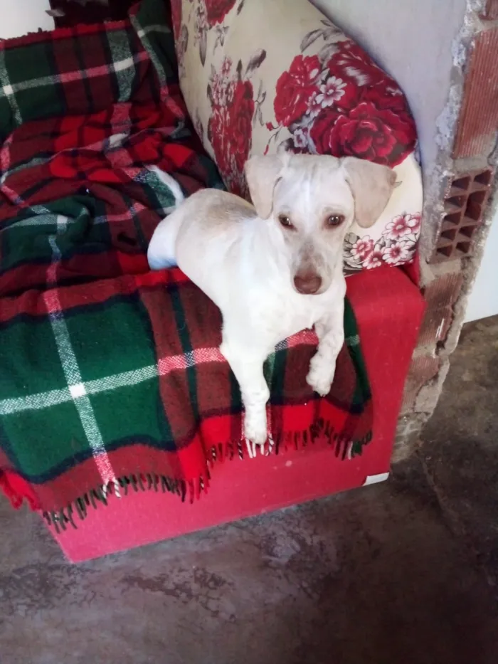 Cachorro ra a Basset misto branco  idade 2 a 6 meses nome Floquinho