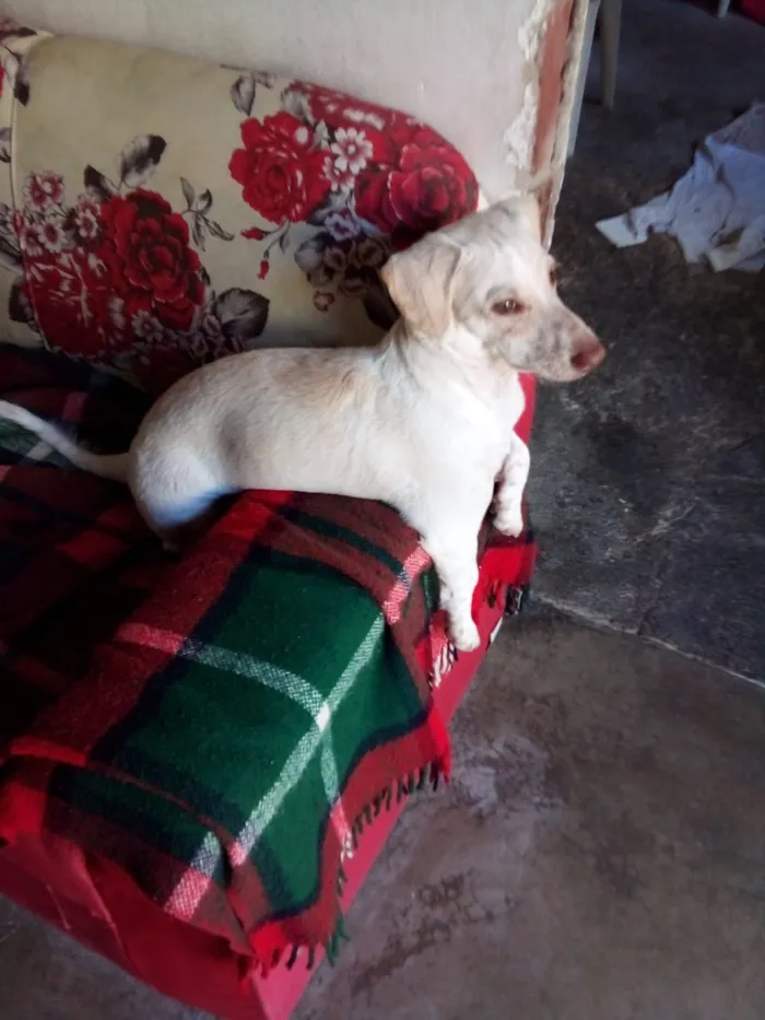 Cachorro ra a Basset misto branco  idade 2 a 6 meses nome Floquinho