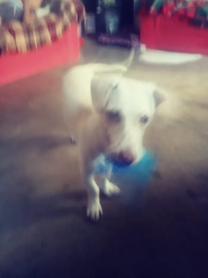 Cachorro ra a Basset misto branco  idade 2 a 6 meses nome Floquinho