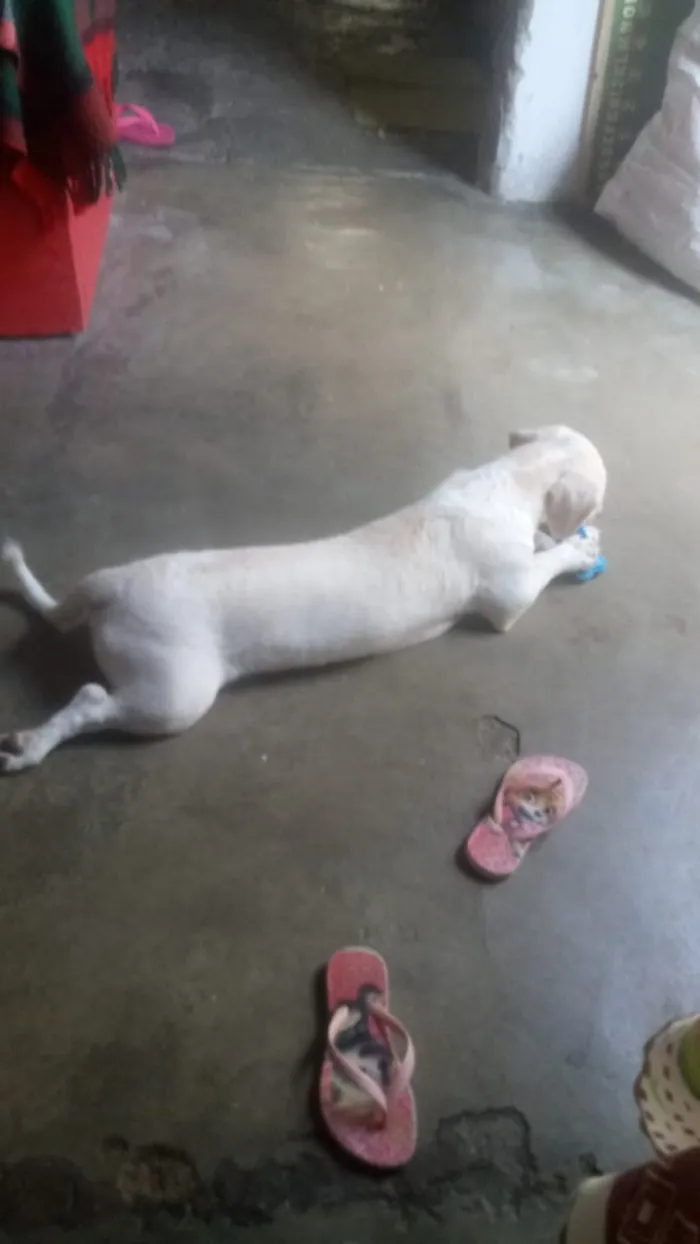 Cachorro ra a Basset misto branco  idade 2 a 6 meses nome Floquinho