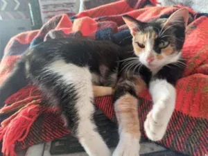 Gato raça Raça não definida idade 1 ano nome Nina