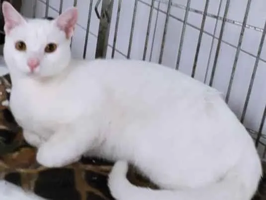 Gato raça SRD-ViraLata idade 7 a 11 meses nome BINHO BRANCO