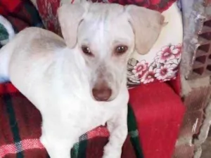 Cachorro raça Basset misto branco  idade 2 a 6 meses nome Floquinho