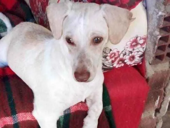 Cachorro ra a Basset misto branco  idade 2 a 6 meses nome Floquinho