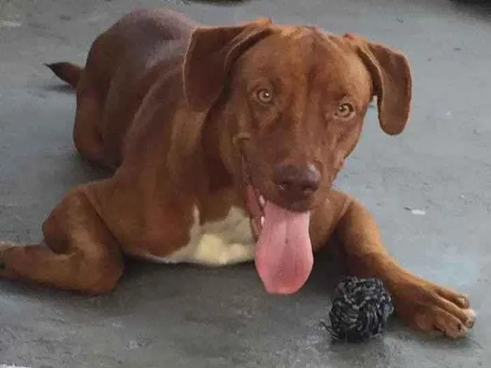 Cachorro ra a SRD idade 2 a 6 meses nome Pita